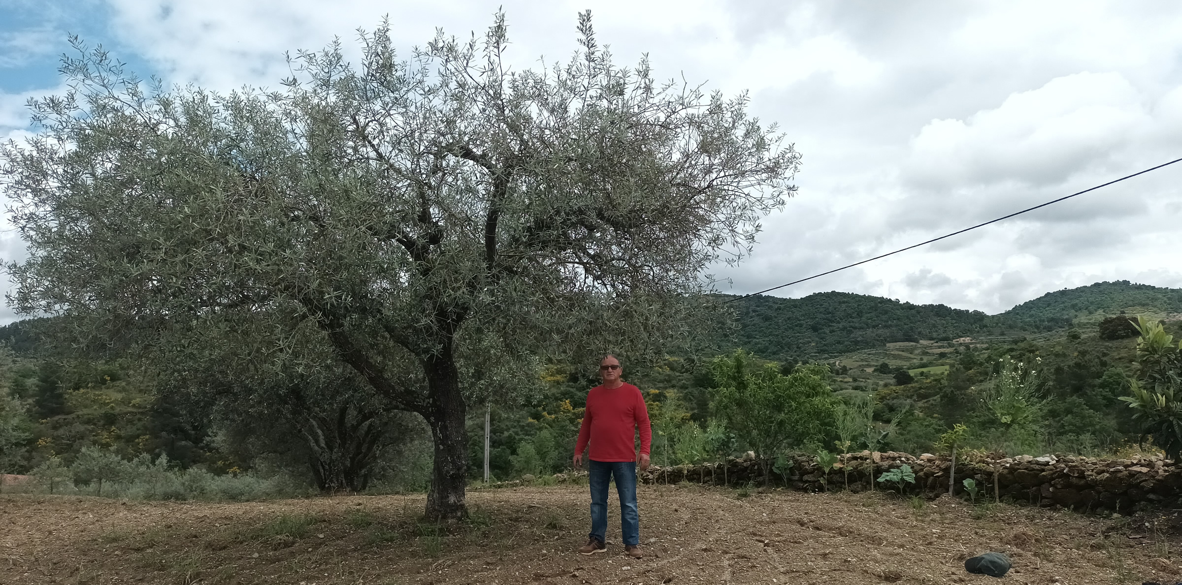 Pedra do olival, producteur d'huile d'olive extra vierge biologique